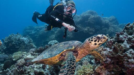 Diver and Turtle
