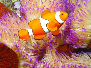 Green Island & Reef Tour - Clown Fish