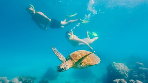 Green Island Snorkeling