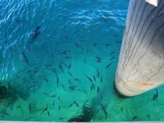 Green Island Cruises - Fish Feeding