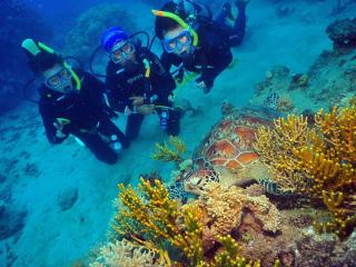 Green Island Cruises - Intro Dive