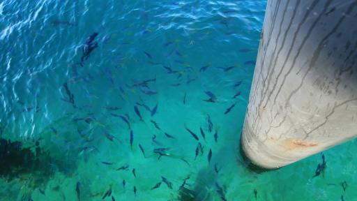 Green Island Cruises - Fish Feeding