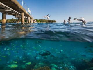 Green Island Cruises - Green Island - Marine Life