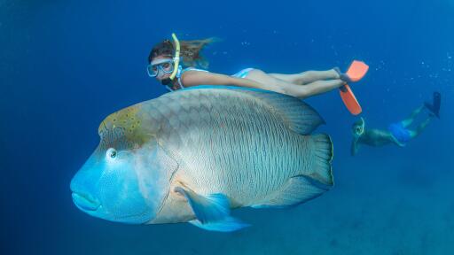 Great Barrier Reef Adventure Snorkeling