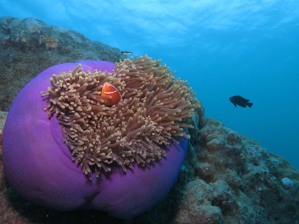 great barrier reef cruise, great barrier reef tours