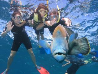 Reef Tour - Snorkelling