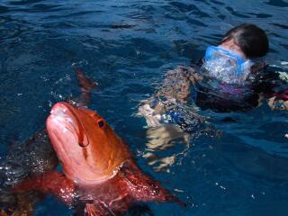 Snorkelling