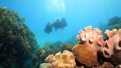 Ocean Spirit Michaelmas Cay Cruise Intro Diving