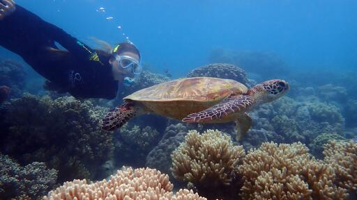 Ocean Spirit Michaelmas Cay Cruise Snorkeling
