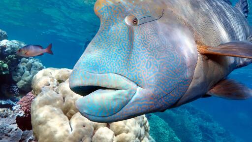Silversonic Outer Reef Cruise