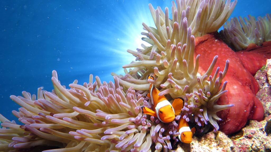 Silversonic Outer Reef Cruise