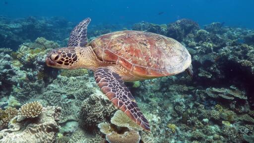 Silversonic Outer Reef Cruise Agincourt Reef