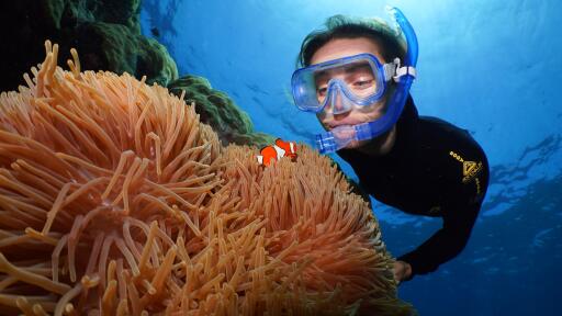 Silversonic Outer Reef Cruise Snorkeling