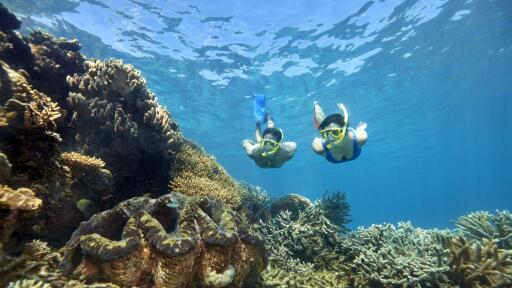 Quicksilver Outer Reef Cruise Snorkeling