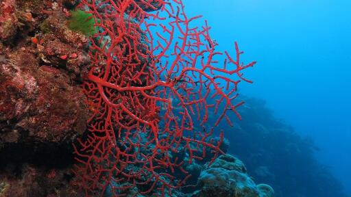 Quicksilver Outer Reef Cruise