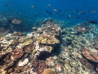 Coral