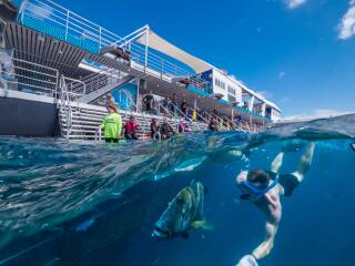 Reef Magic Pontoon