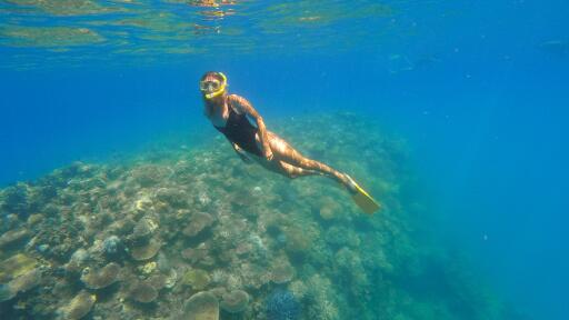 Low Isles Snorkelling