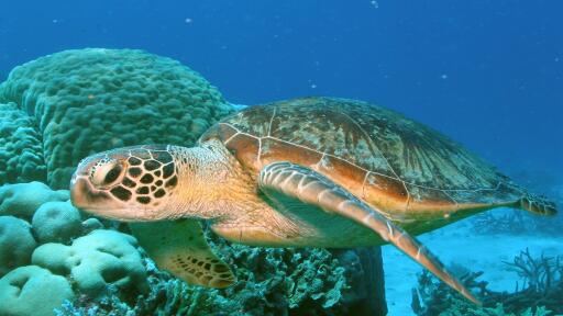 Low Isles Turtle