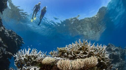 Silverswift Outer Barrier Reef Cruise Snorkeling