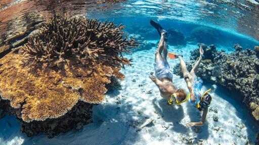 Silverswift Outer Barrier Reef Cruise Snorkeling