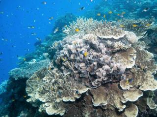 Moore Reef Coral