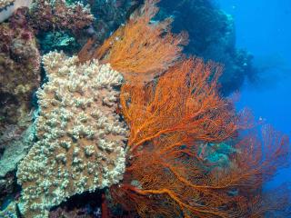 Moore Reef Coral