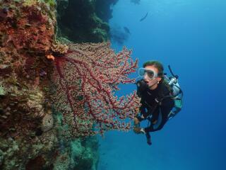 Silversonic Outer Reef Cruise Diving