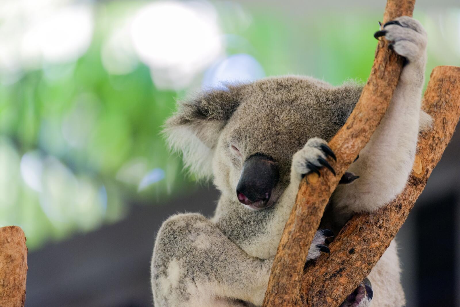 Hamilton Island Wildlife