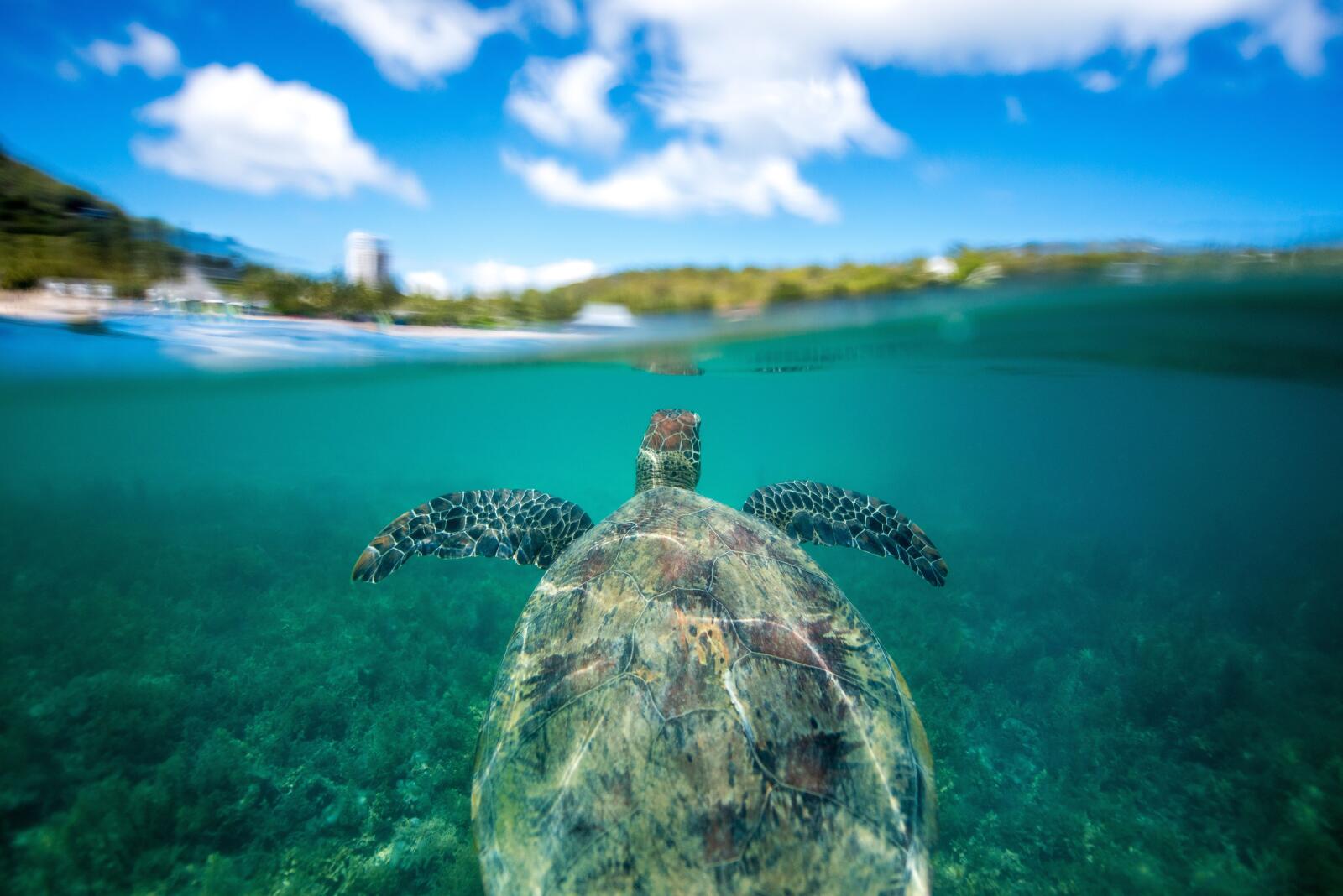 Turtle Hamilton Island