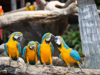 Macaw, Rainforest Zoo, Zoo, Rainforest