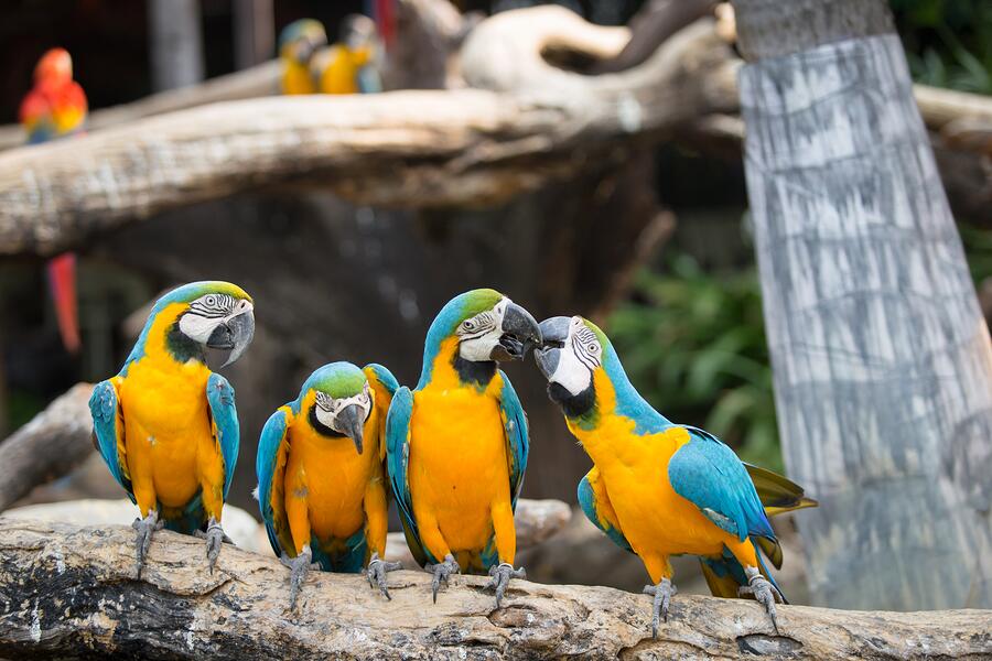 Macaw, Rainforest Zoo, Zoo, Rainforest