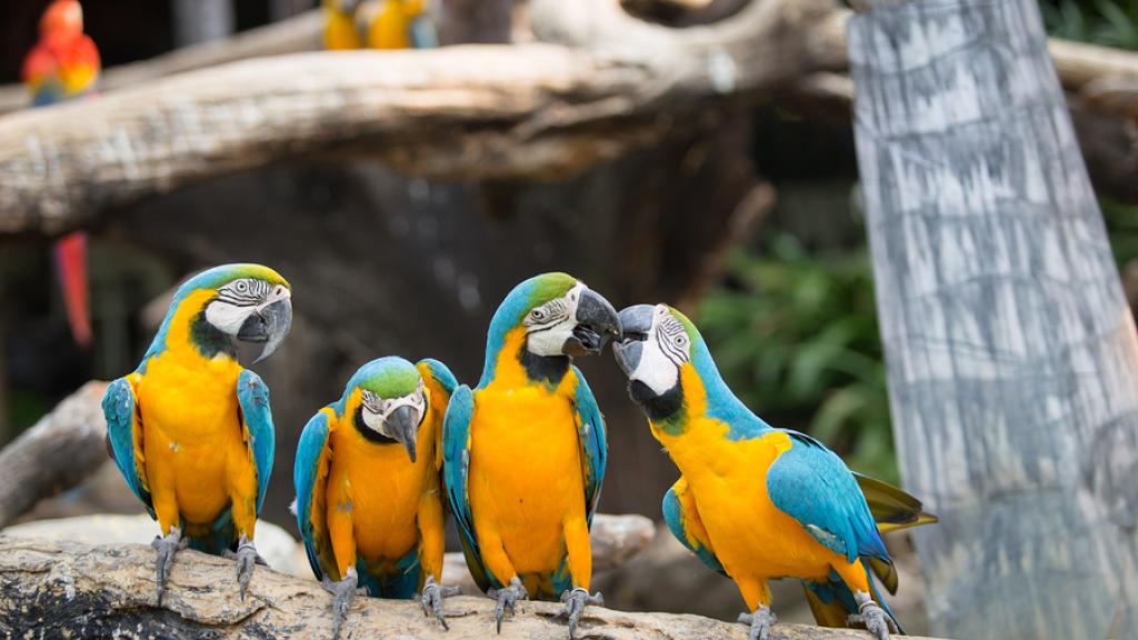 Macaw, Rainforest Zoo, Zoo, Rainforest