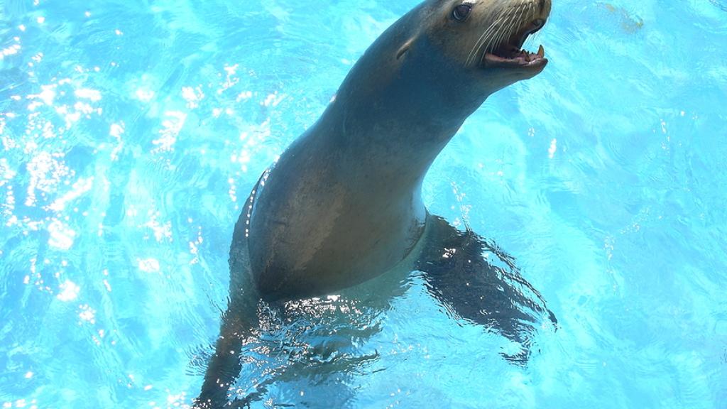 Seal, Sea Life, Sea Life Park Hawaii