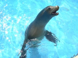 Seal, Sea Life, Sea Life Park Hawaii