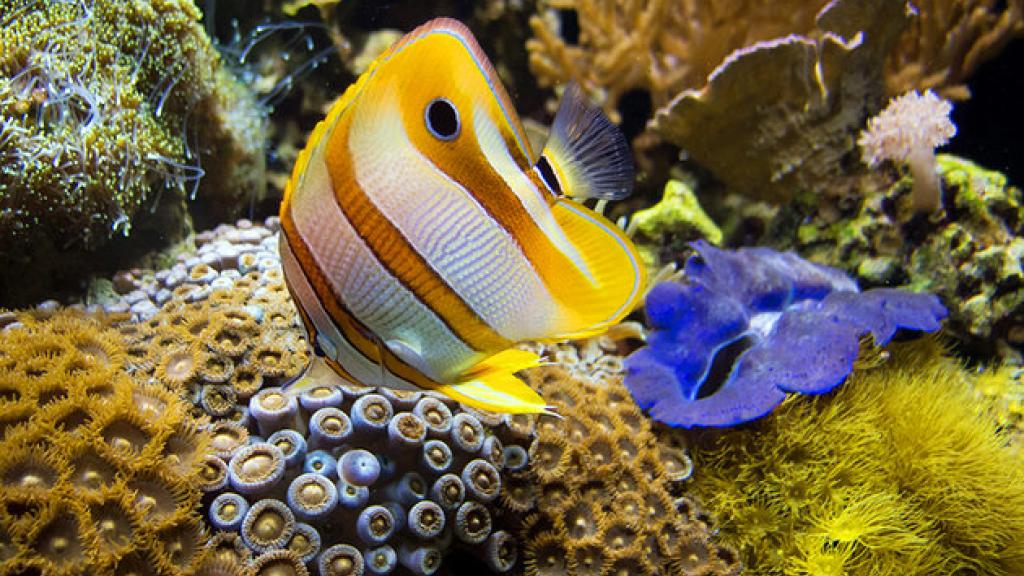 Aquarium