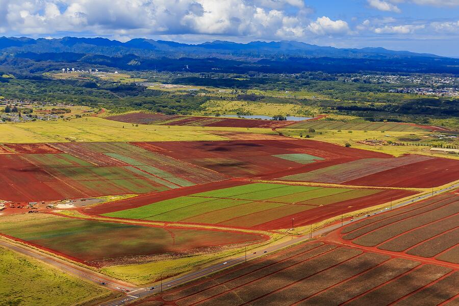 Pineapple Plantations, Oahu