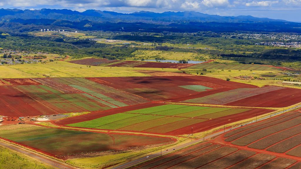 Pineapple Plantations, Oahu