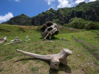 Best of Kualoa Experience Package - Movie Sites Tour