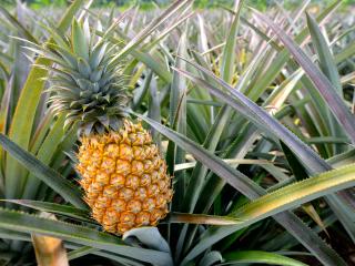 Dole Plantation