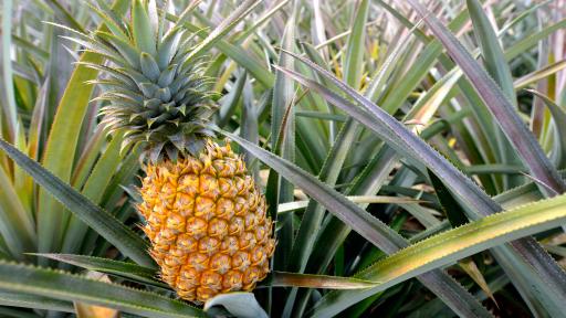 Dole Plantation