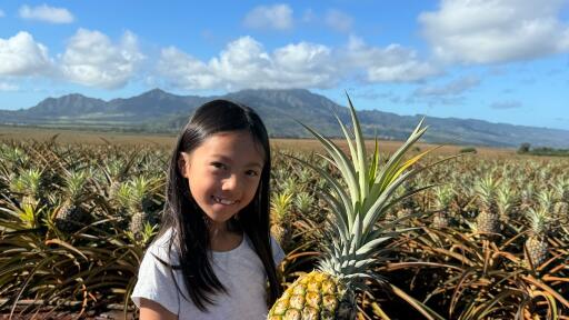 North Shore Dole Pineapple Farm Tour