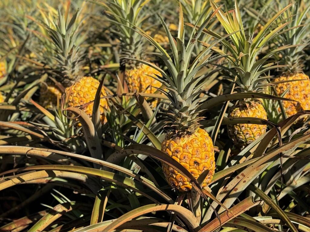 North Shore Dole Pineapple Farm Tour