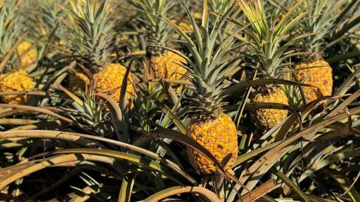 North Shore Dole Pineapple Farm Tour