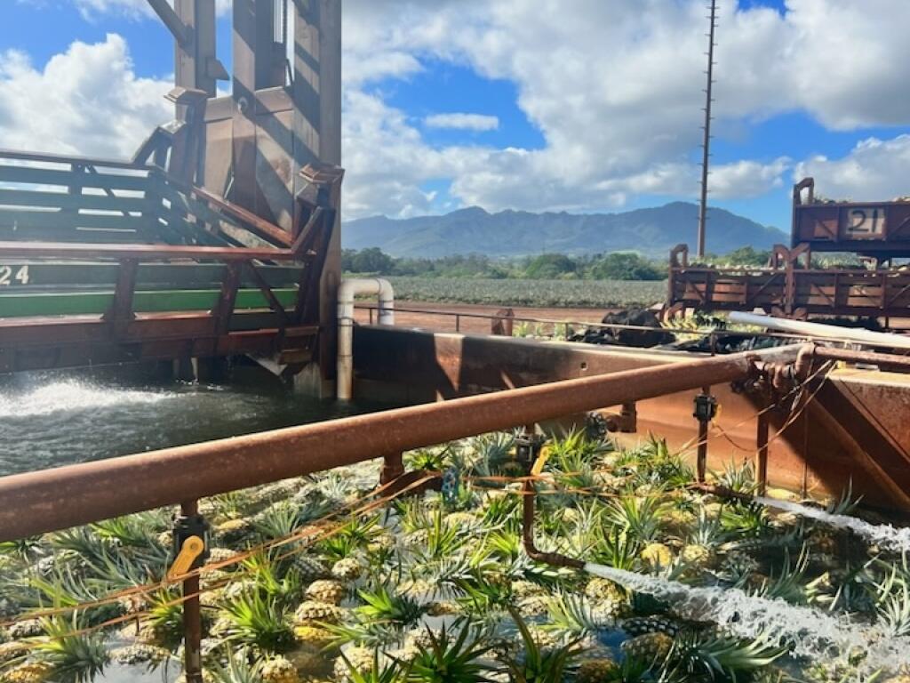 North Shore Dole Pineapple Farm Tour