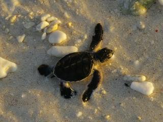 Baby Turtle