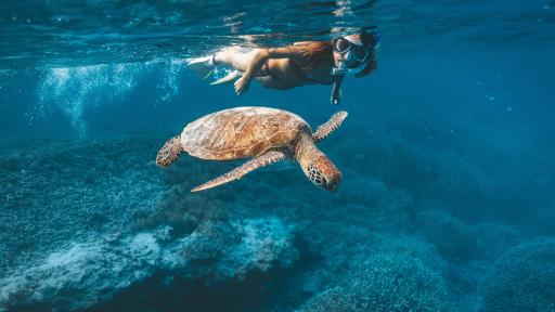 Snorkelling