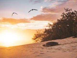 Turtle at Sunset