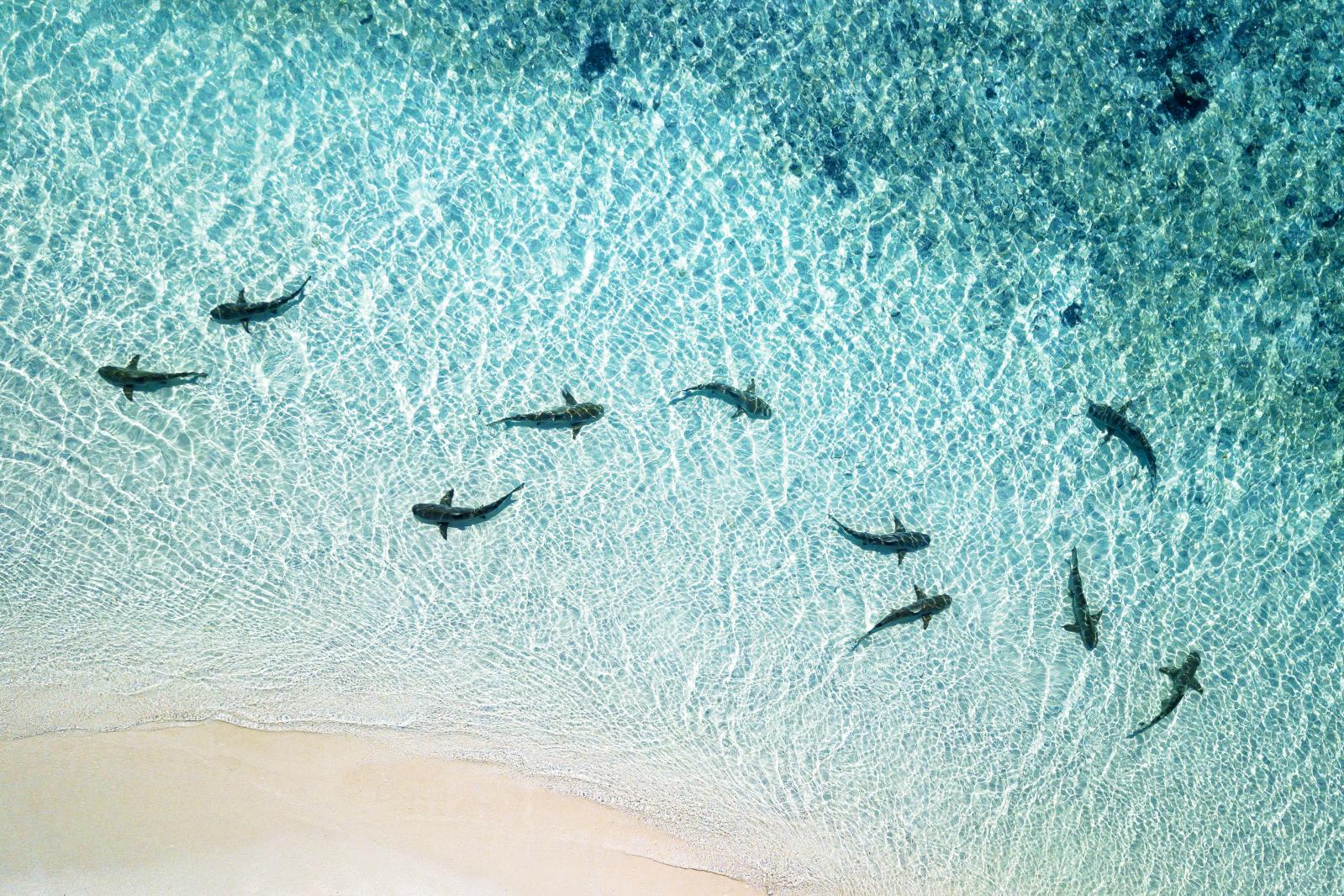 Ocean Life Aerial