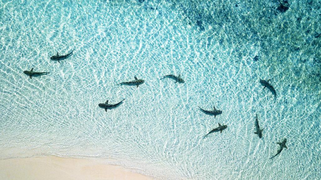 Ocean Life Aerial